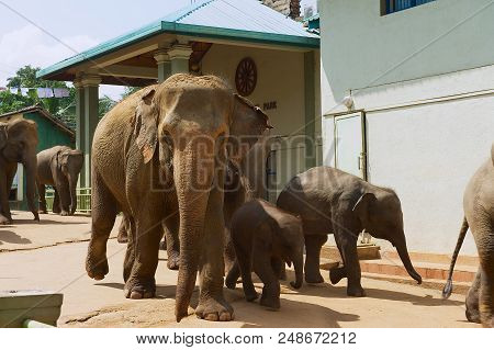 Pinnawala, Sri Lanka - May 18, 2011: Elephant Walks By The Street In Pinnawala, Sri Lanka. Pinnawala