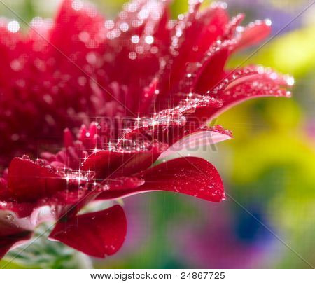 Nærbillede af rød daisy-gerbera med waterdrops. Blød fokus og star filter anvendes