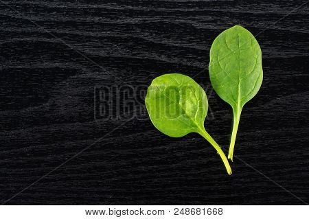 Fresh Baby Spinach Top View On Black Wood Background Two Green Single Leaves