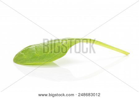 Fresh Baby Spinach Isolated On White Background One Green Single Leaf