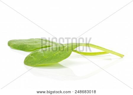 Fresh Baby Spinach Isolated On White Background Two Green Single Leaves