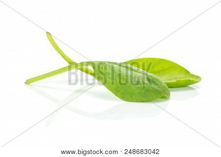 Fresh Baby Spinach Isolated On White Background Two Green Leaves