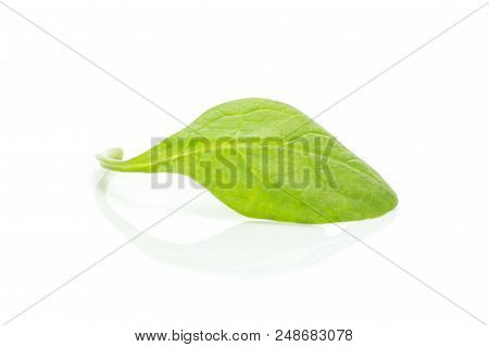 Fresh Baby Spinach Isolated On White Background Single Leaf
