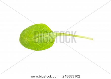 Fresh Baby Spinach Top View Isolated On White Background One Green Single Leaf