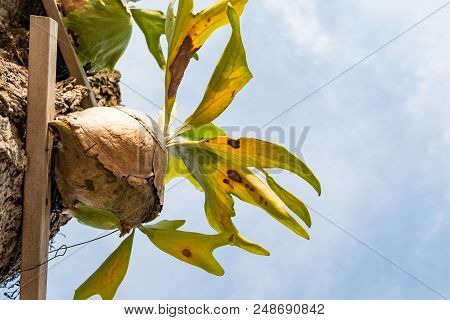 Closed Up Image Staghorn Ferns (platycerium Holttumii) Plant Over Blue Sky Background