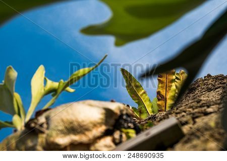 Selective Focus And Closed Up Image Of Bird Nest Fern (asplenium Nidus) Over Blue Sky Background