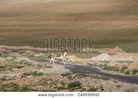 Tibetan Wild Ass or Kyang Equus Kiang on Changthang plateau in Ladakh, India