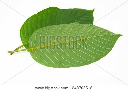 Mitragynina Speciosa Or Kratom Leaves Plant Isolated On White