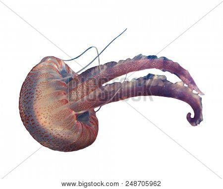 Jellyfish isolated on white background  