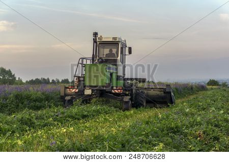 Farmer At The Harvesting Combine Mows The Field Of Blooming Lucerne On A Summer Evening