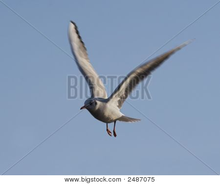 Flying Gull