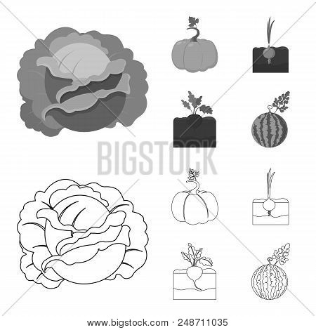 Cabbage, Pumpkin, Onion, Buriak.plant Set Collection Icons In Outline, Monochrome Style Vector Symbo