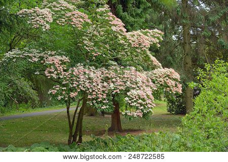 Korean Dogwood Tree In Botanical Garden Dublin, Ireland