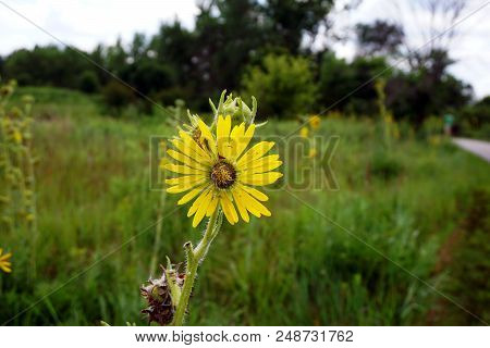 A Compass Plant (silphium Laciniatum) Blooms In The Rock Run Preserve Of The Will County Forest Pres