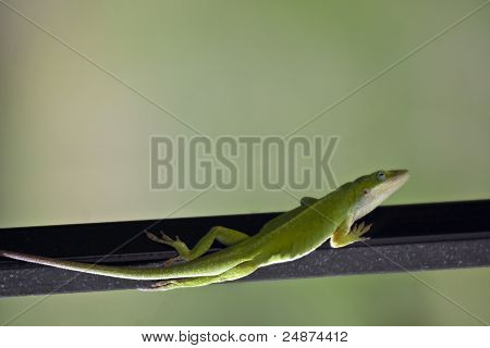 เก็คโค