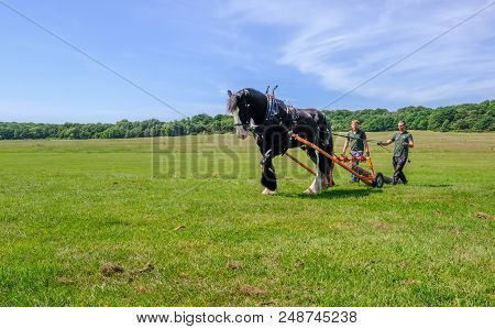Hainault Country Park, Essex, Uk -  June 6, 2018: Magnificent Shire Horse Logging With Two Men Guidi