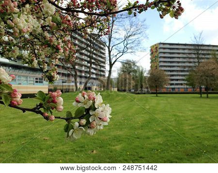 Flowering Branches With White And Pink Spring Blossom And View On Some Bijlmer Appartment Buildings 