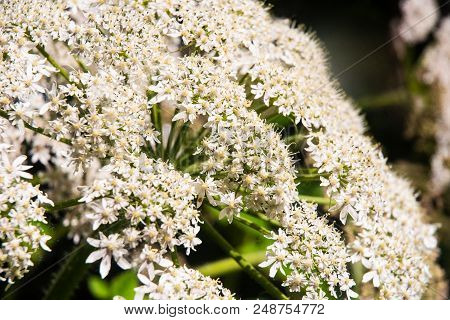 Flowers Of The Cow Parsnip Plant Close Up.