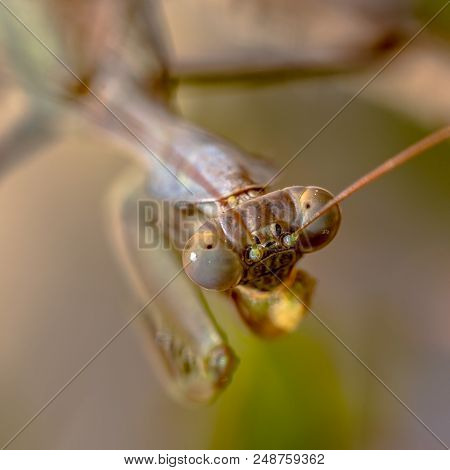 Above Headshot Of European Praying Mantis (mantis Religiosa) Is One Of The Most Well-known And Wides