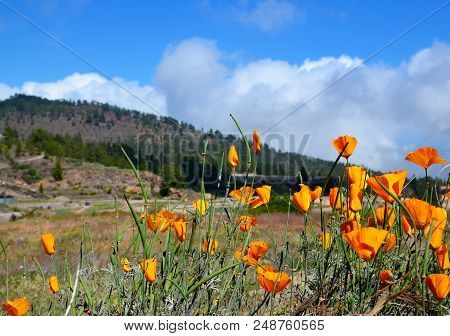 Beautiful View Of Vilaflor Mountain Village With Yellow California Poppies (eschscholzia Californica