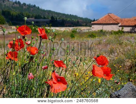 Beautiful View Of Vilaflor Mountain Village With Red Poppy Flowers In The Foreground, Tenerife,canar