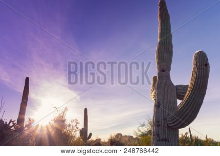Background landscape of desert cactus and colorful whispey clouds near Az,CA border.