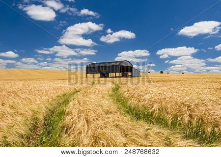 After A Long Hot Dry Spring The Wheat In A Dorset Field Ripens To A Golden Brown Contrasted Against 