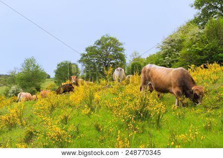 Typical cows in French Auvergne