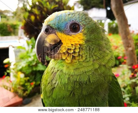 Amazona Aestiva (green Parrot With Yellow Cheeks) Of Beautiful Plumage And Blue Forehead On A Tropic