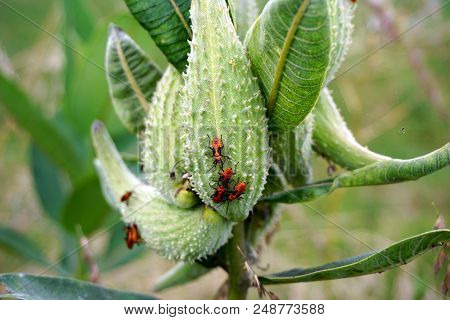 Orange And Black Nymphs Of The Large Milkweed Bug (oncopeltus Fasciatus) Congregate On The Seed Pods