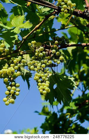 Photo Picture Of Acinus Unripe Grape Fresh Green Bunches
