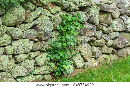 Green Mossy Old Stone Wall New England Padnaram Dartmouth Massachusetts. Stone Walls Were Built In T