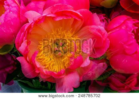 Pink Yellow Petals Peony Flower Paeonia Perrenial
