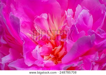 Pink Petals Peony Flower Paeonia Perrenial Abstract Background