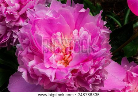 Pink Petals Complicated Peony Flower Paeonia Perrenial