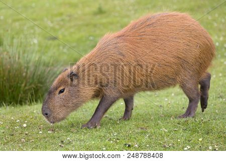 South American Capybara or hydrochaeris is the largest rodent in the world