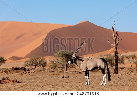 Gemsbok, Oryx Gazella On Dune, Namibia Wildlife