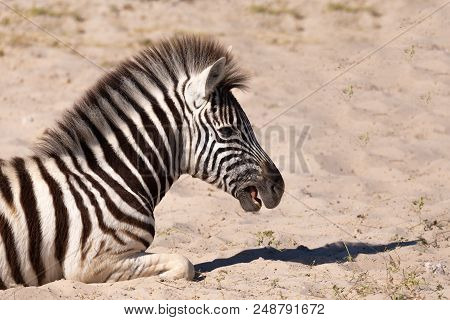 Zebra Calf In Namibia Wildlife Safari