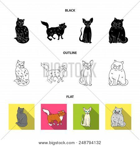 Sphinx, Nibelung, Norwegian Forest Cat And Other Species. Cat Breeds Set Collection Icons In Black, 