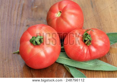 Organic Tomato From Rural Permaculture. Home Country Garden.