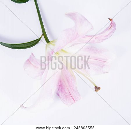 A White Lily On A Wwhite Background