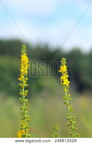 Yellow Flowers Of Agrimonia Eupatoria Blossoming In Field. Herbal Plant Common Agrimony Agrimonia Eu