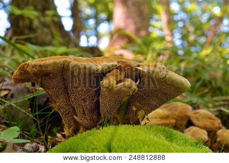 Very Rare Hydnellum Compactum Mushroom, Vulnerable Species On Red Data List