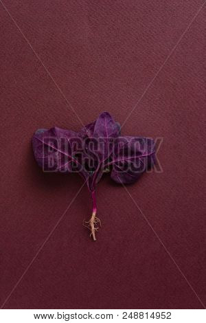 fresh purple orach