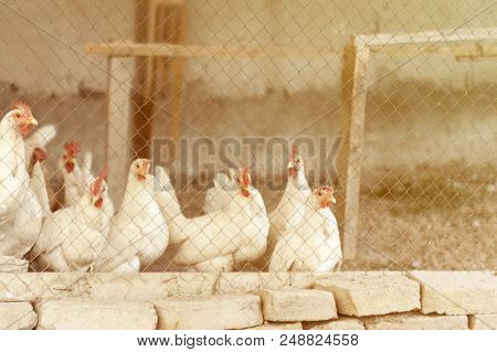 Domestic White Layer Hen With Red Crest.livestock Farm Bird.chicken Coop On Poultry Farm.domestic Ch