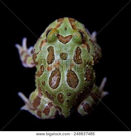 The Chachoan Horned Frog, Ceratophrys Cranwelli, Isolated On Black Background