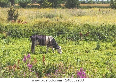 Cows Grazing On Summer Pasture At Sunny Day. Toned Photo. Agricultural Concept. Bretonne Pie Noir Co