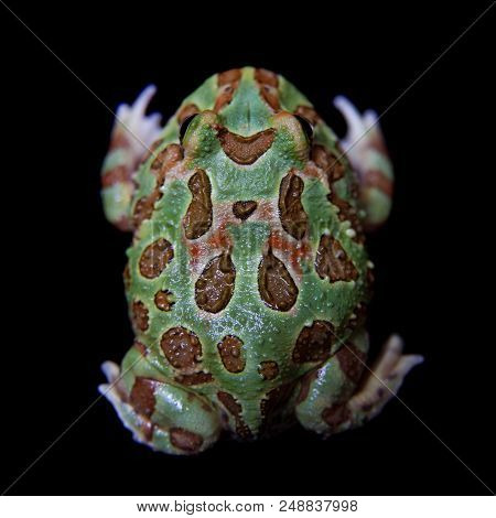 The Chachoan Horned Frog, Ceratophrys Cranwelli, Isolated On Black Background
