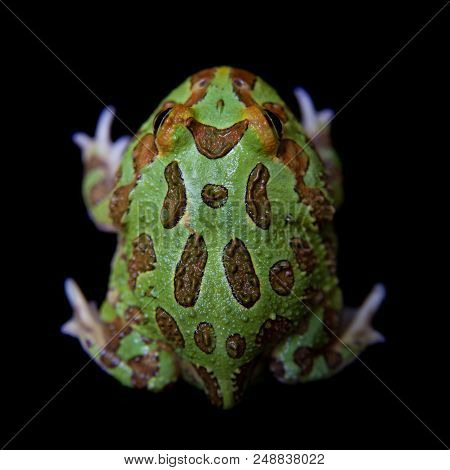 The Chachoan Horned Frog, Ceratophrys Cranwelli, Isolated On Black Background