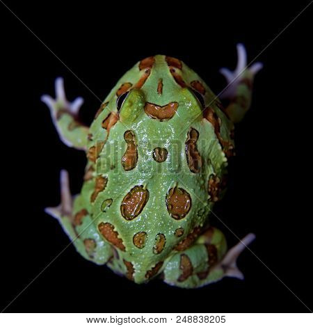 The Chachoan Horned Frog, Ceratophrys Cranwelli, Isolated On Black Background